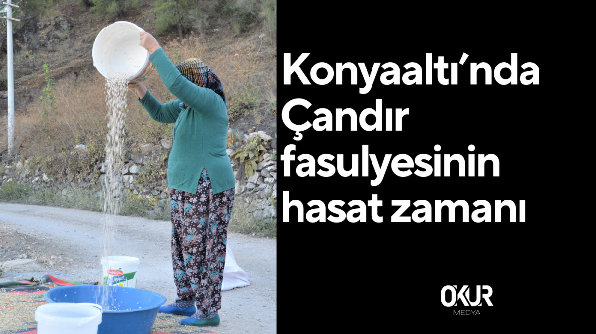 Çandır fasulyesinin hasat zamanı